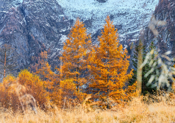 İtalya 'daki Valtellina ormanlarında sonbahar renkleri. İtalya 'nın Lombardy kentindeki Val Masino dağlarının ormanlarındaki sonbahar yapraklarının yansıması. - Fotoğraf, Görsel