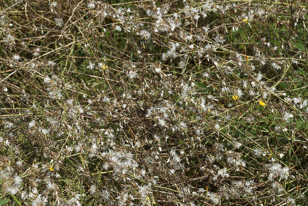 textura natural de la planta de hierba seca y verde con pelusa blanca en el campo - Foto, Imagen