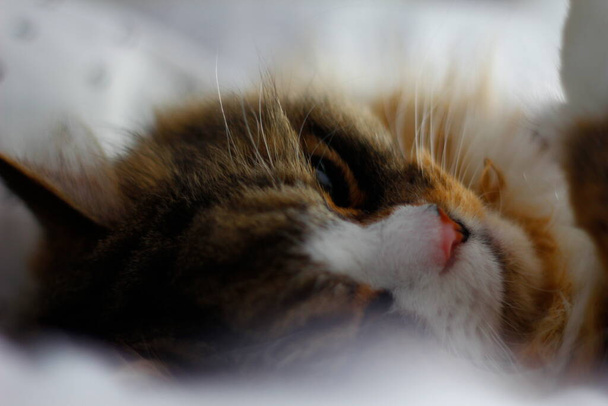 Kot Ragamuffin śpi na białych prześcieradłach - Zdjęcie, obraz