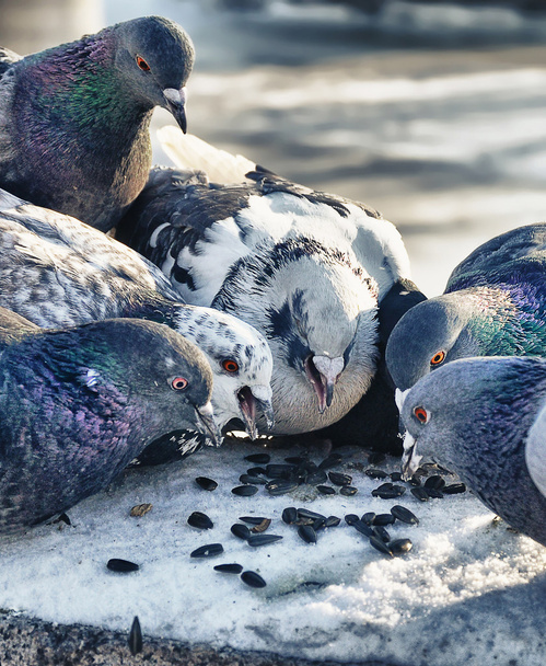 palomas en la nieve - Foto, Imagen