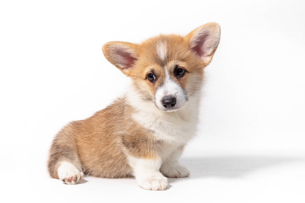 Pembroke Welsh Corgi puppy sitting in front. isolated on white background - Foto, imagen