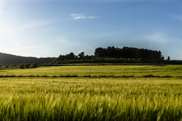 Green wheat field at sunset with blue sky. - Foto, Imagen