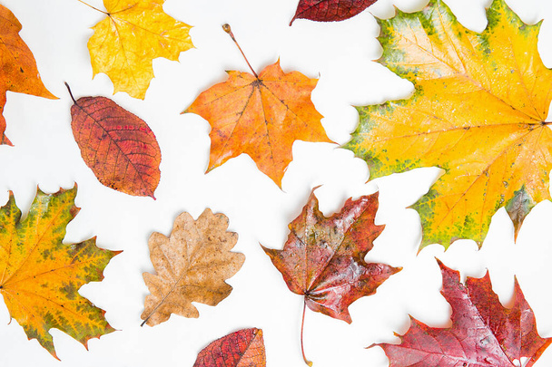 Autumn maple and oak leaves pattern. Many different colorful autumn leaves background. Orange, yellow and red maple leaves on whte background. Vibrant colors, Flat lay, copy space. - Fotó, kép