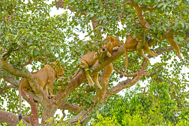 Nuori leijona lepää puussa
 - Valokuva, kuva