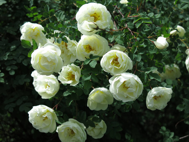 fleurs blanches d'églantier avec des fleurs luxuriantes en été - Photo, image