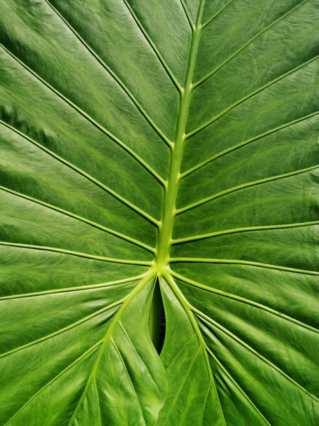 A vertical closeupshot of a huge leaf in the botanical garden in Madrid, Spain - Photo, Image