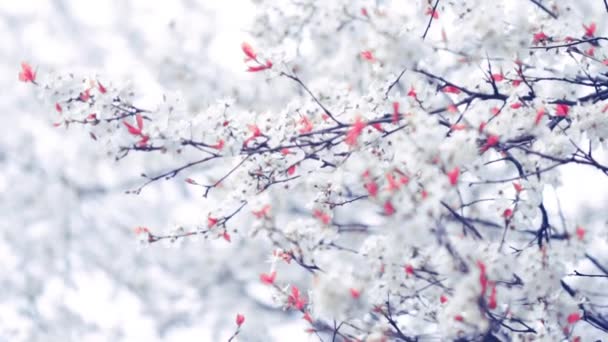 Navidad e invierno naturaleza fondo, rama de árbol en la nieve - Imágenes, Vídeo