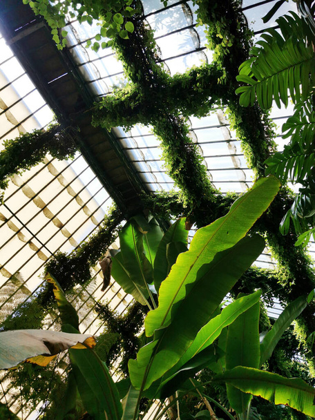 Een verticale opname van een prachtig uitzicht op verschillende planten in de botanische tuin in Madrid, Spanje - Foto, afbeelding