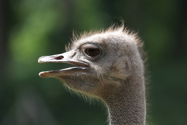 The head of an ostrich on a green background in the ostrich farm - Фото, изображение