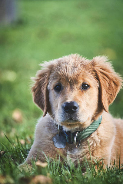A selective of a golden retriever puppy in green grass - Fotó, kép