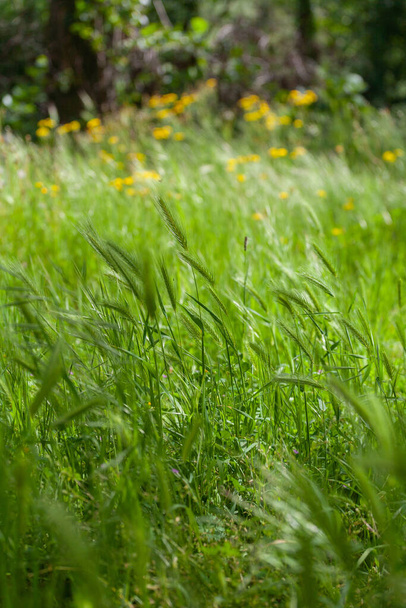 A vertical shot of green grass against blurred yellow wildflowers - Photo, Image