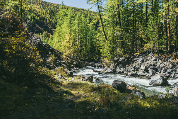 Scenic alpine landschap met bergrivier in het wild herfst bos in de zon. Levendig herfstlandschap met prachtige rivier tussen bomen en struiken op zonnige dag. Berg beek in het bos in de herfst. - Foto, afbeelding