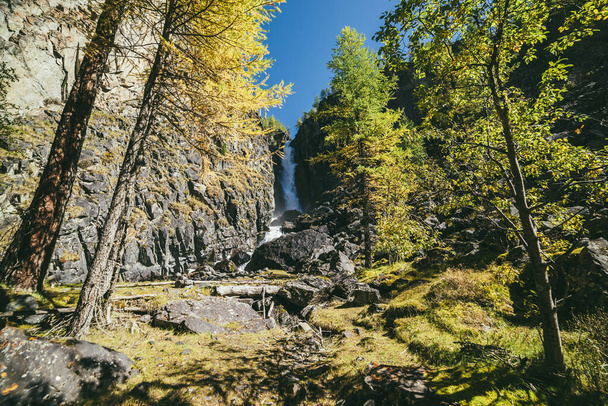 Vuori syksyllä maisema pystysuora iso vesiputous ja keltainen lehtikuusi puita. Suuri vesiputous kapeassa rotkossa ja kultainen lehtikuusi syksyn väreissä. Korkea pystysuora putoava vesi ja havupuut syksyllä - Valokuva, kuva