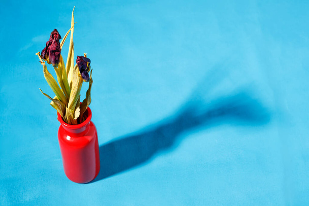 withered flowers in a red vase on a blue canvas. the cast shadow on the surface. time has passed - Photo, Image