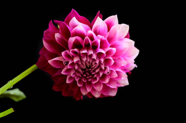 hermosa flor brillante sobre fondo oscuro, concepto romántico, vista cercana   - Foto, Imagen