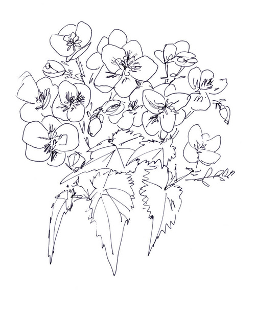 Begonien-Blütengrafik schwarz-weiß lineare Zeichnung - Foto, Bild