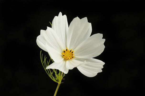 White cosmos flower isolated against white - Photo, image