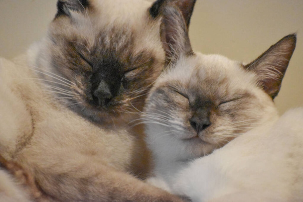 Две сиамские кошки щека к щеке - Фото, изображение