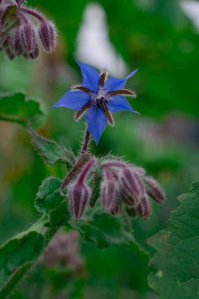 Close-up or Borage (Starflower), a European plant sometimes used - Photo, Image