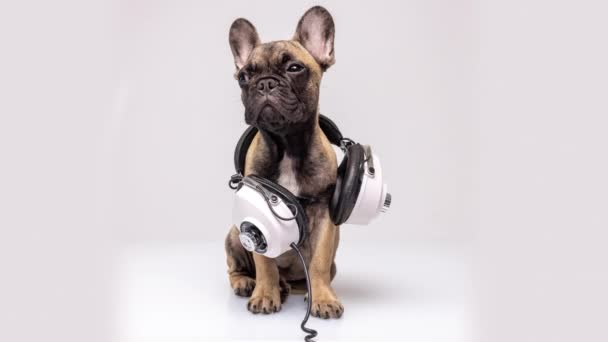 Kulaklıklı sevimli bulldog. - Video, Çekim