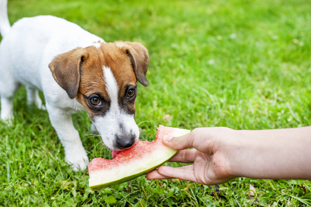 mignon Jack Russell terrier chiot manger une tranche de pastèque de ses mains dans la nature, horizonta - Photo, image