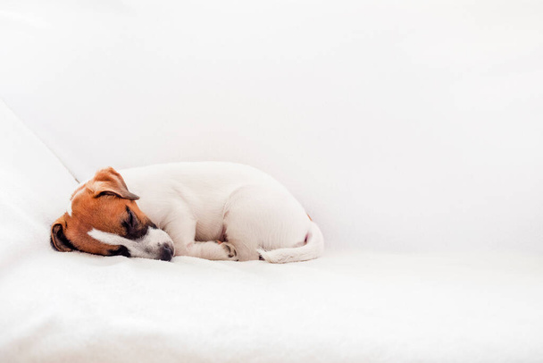 söpö pentu jack russell terrieri nukahti nurkkaan sohvalla, vaakasuora, - Valokuva, kuva