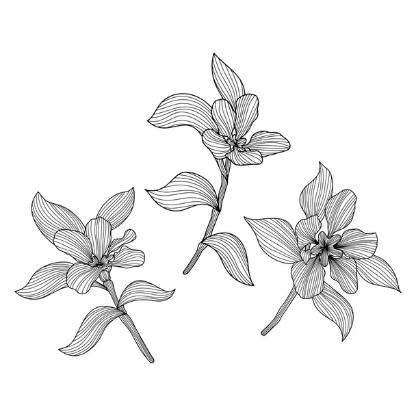 Folhas e flores isoladas em branco. Ilustração vetorial desenhada à mão. Compisição abstracta - Vetor, Imagem