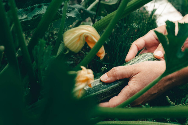 Hands with zucchini during harvesting on farm.  - Fotoğraf, Görsel