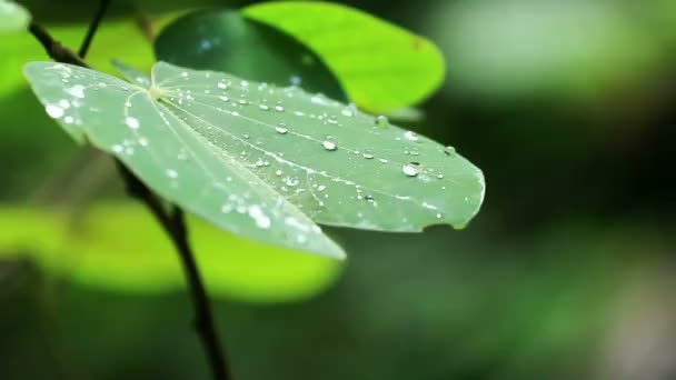 Dew drop on green leaf - Footage, Video