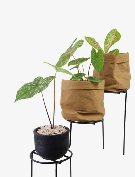 Aglaonema houseplant lub chiński Evergreen i Caladium Bicolor Vent w recyklingu brązowy pojemnik papieru ustawiony na stojak roślin metalowych izolowane na białym tle z ścieżką wycinania - Zdjęcie, obraz
