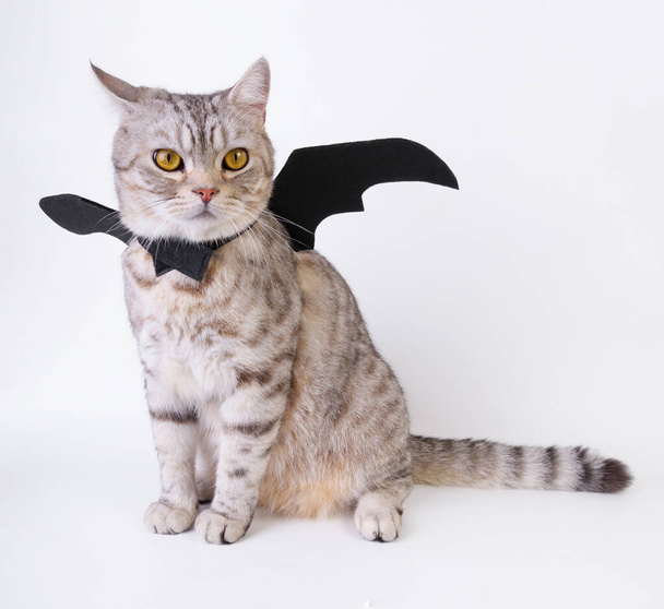 Halloween gatto, ritratto gattino indossare ala pipistrello nero isolato su sfondo bianco - Foto, immagini