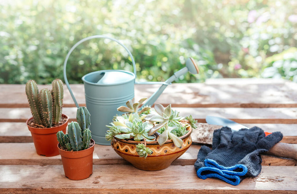 Repotting succulents and cactuses, cement pot and watering can on wooden background - Photo, Image