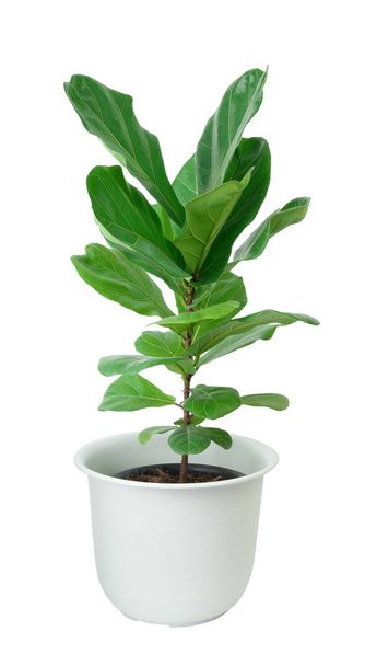Fiddle fig tree with beautiful big green leaf for decoration in white potted isolated on white include clipping path - Photo, Image