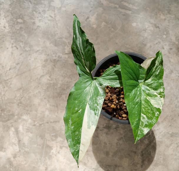 Exotic Syngonium podophyllum variegated leaf in black pot on cocrete  floor background in morning light top view - Photo, Image