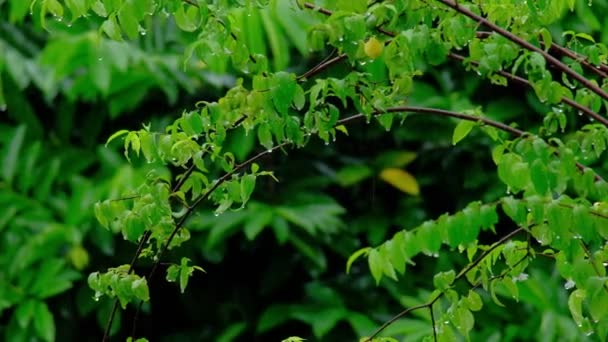 Close-up, wet green trees' leaves with water droplets and dew fluttering and blowing in rain of the rainy season, feeling fresh. Natural outdoor environment is humid in the beautiful plants garden. - Footage, Video