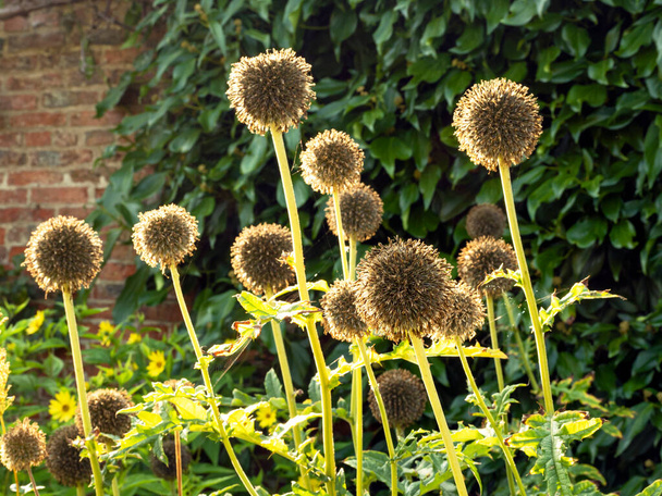 Finished southern globe thistle flowers in golden sunlight - Photo, Image