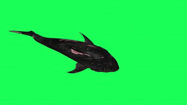 3d illustratie - Haai in een groen scherm - achtergrond - Foto, afbeelding
