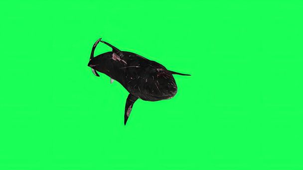 3D illustration - καρχαρίας σε μια πράσινη οθόνη - φόντο - Φωτογραφία, εικόνα