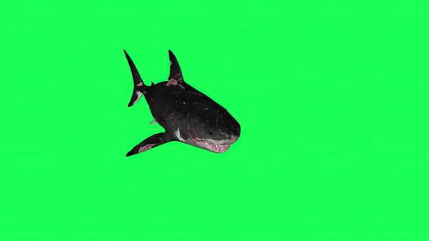 Illustration 3d - Requin dans un écran vert - fond - Photo, image