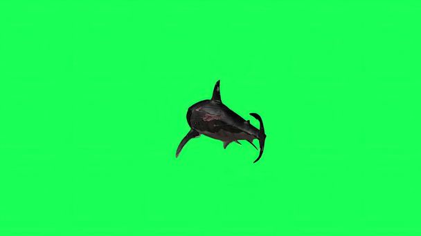 ilustração 3d - Tubarão em uma tela verde - fundo - Foto, Imagem