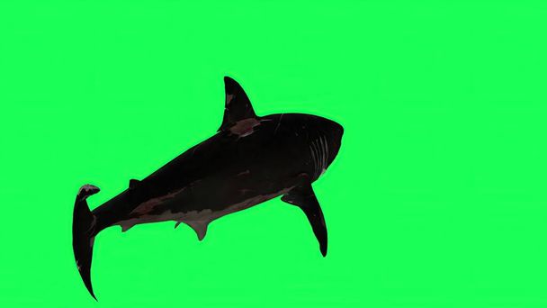 3d illustration - Shark  In A  Green Screen -  background - Zdjęcie, obraz