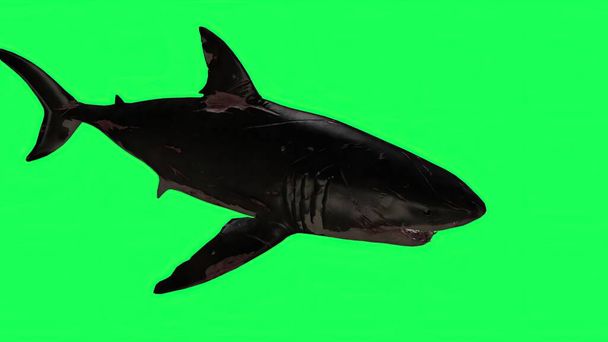 3d illustration - Shark  In A  Green Screen -  background - Photo, Image
