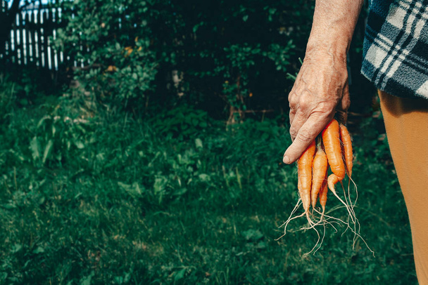 Carrots harvest in very old womans hand. - Foto, Imagem