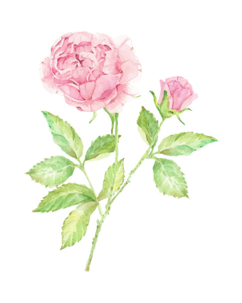 aquarel mooi Engels roos bloem tak boeket geïsoleerd op witte achtergrond - Vector, afbeelding