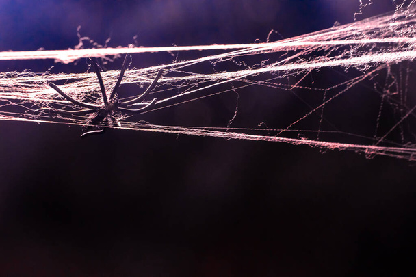 Halloween background of a horror spider net or cobweb isolated with copy space for text. - Fotografie, Obrázek