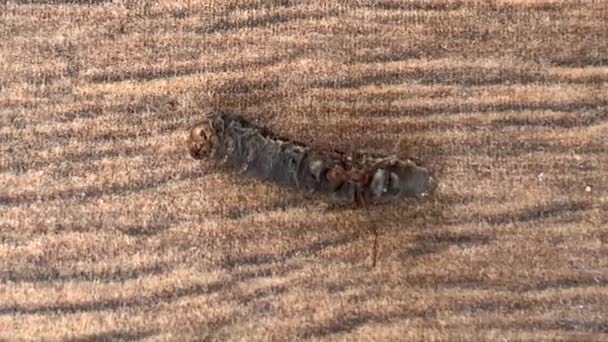 Leśne mrówki ciągną gąsienicę z bliska. Mrówka podnosi dużo ciężaru. Żywność dla owadów. - Materiał filmowy, wideo