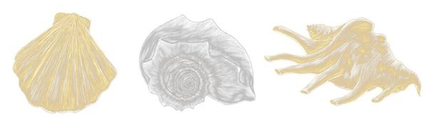 Ilustraciones eclosionadas contorneadas de conchas marinas en oro y plata sobre un fondo blanco, elemento decorativo aislado - Foto, imagen
