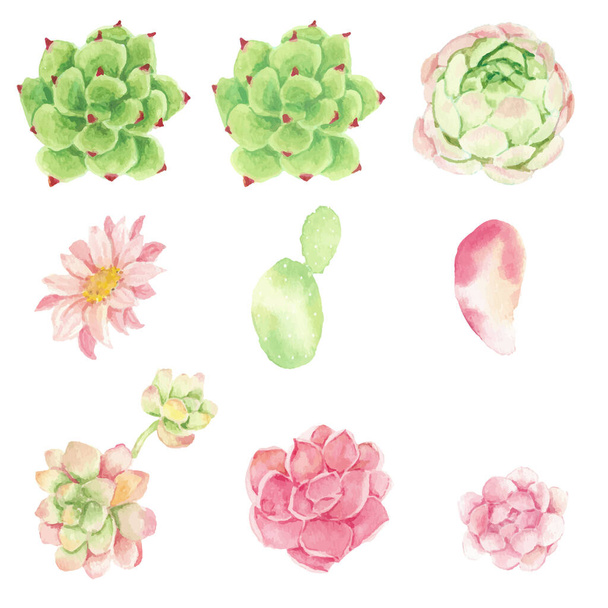 watercolor cactus and succulent elements collection isolated on white background - Vector, Image