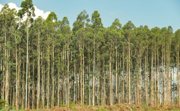 Eukaliptusz ültetvény a BR 376-os úton, Campos Gerais régió, Párizs, Dél-Brazília. - Fotó, kép
