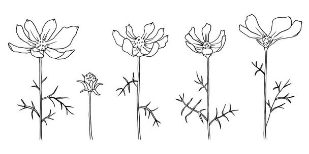 Set hand drawn flowers, cosmea, chamomile. illustration isolated on a white background. - Vector, Image